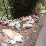 Tumpukan Sampah Bau Menyegat Dikeluhkan Pelintas Jalan Cibeber Sukangara