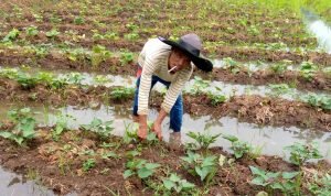 Petani Palawija Dimasa Pandemi Prospek Menggiurkan, Harapkan Bantuan Modal