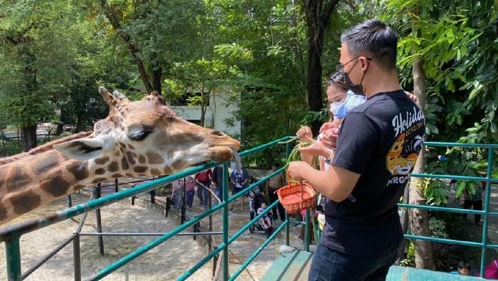 Hari Pertama Kebun Binatang Surabaya Dibuka Kembali, Pengunjung Dibatasi