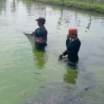 Budidaya Ikan Larpa Petani Maleber Harapkan Bantuan Modal Dimasa Pandemi