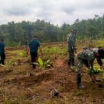 Perkuat Ketahanan Pangan, TNI Bersinergi Bantu Tanam Pisang